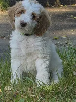 Reff, a male Bernedoodle and Poodle - Standard  for sale in Redford, MI – 2 of 3