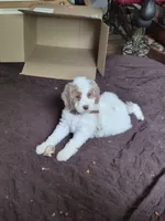 Melly, a female Poodle - Standard  and Miniature Bernedoodle for sale in Redford, MI – 3 of 7