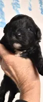 Tim Curry, a male Shihpoo for sale in Redford, MI – 2 of 2