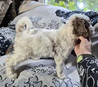 1G Melly, a female Poodle - Standard  and Miniature Bernedoodle for sale in Redford, MI – 4 of 6