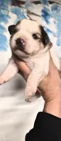 Dolly, a female Shihpoo for sale in Redford, MI – 5 of 6