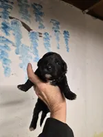 Beauty, a male Shihpoo for sale in Redford, MI – 1 of 2