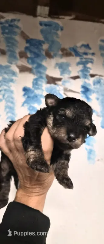Phantom – Shihpoo puppy for sale in Redford, MI