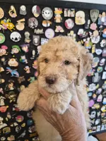 Peach, a female Poodle - Standard  and Miniature Bernedoodle for sale in Redford, MI – 4 of 9
