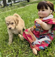Peach, a female Poodle - Standard  and Miniature Bernedoodle for sale in Redford, MI – 3 of 9