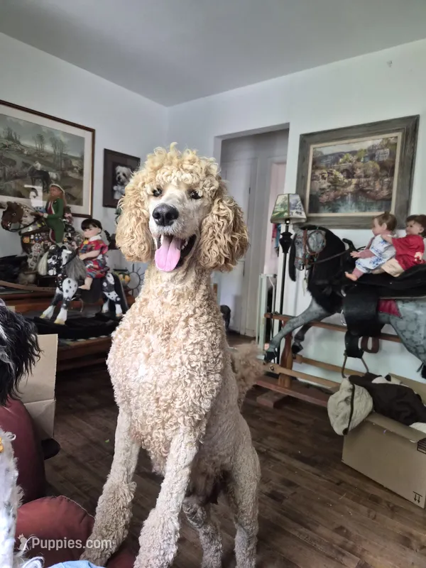 Sunny – Poodle - Standard  puppy for sale in Redford, MI