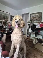 Sunny, a female Poodle - Standard  for sale in Redford, MI – 1 of 1