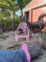 Zevon, a male Poodle - Toy  and Havapoo for sale in Redford, MI – 10 of 10