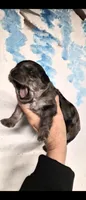 Sparkles, a female Shihpoo for sale in Redford, MI – 3 of 3