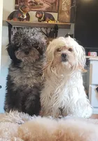 Dillon, a male Shihpoo and Poodle - Toy  for sale in Redford, MI – Photo 3 of 3