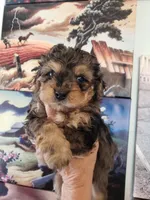 Dillon, a male Shihpoo and Poodle - Toy  for sale in Redford, MI – Photo 2 of 3