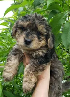 Dillon, a male Shihpoo and Poodle - Toy  for sale in Redford, MI – Photo 1 of 3