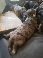 Scudder, a male Shihpoo and Poodle - Toy  for sale in Redford, MI – Photo 4 of 4