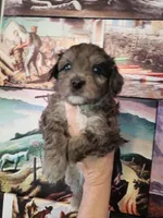 Scudder, a male Shihpoo and Poodle - Toy  for sale in Redford, MI – Photo 1 of 4
