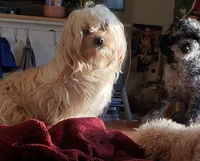 Scudder, a male Shihpoo and Poodle - Toy  for sale in Redford, MI – Photo 2 of 4