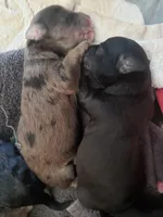 Scudder, a male Shihpoo and Poodle - Toy  for sale in Redford, MI – Photo 3 of 4