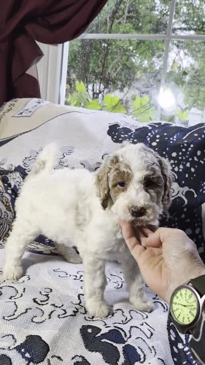 1G Melly, a female Poodle - Standard  and Miniature Bernedoodle for sale in Redford, MI – 6 of 6
