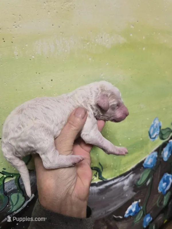 Dee, a female Poodle - Standard  for sale in Redford, MI – Photo 1 of 1