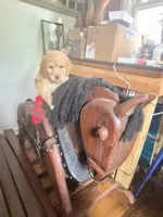 Peach, a female Poodle - Standard  and Miniature Bernedoodle for sale in Redford, MI – 2 of 9