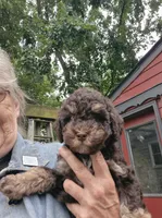 Zevon, a male Poodle - Toy  and Havapoo for sale in Redford, MI – 2 of 6