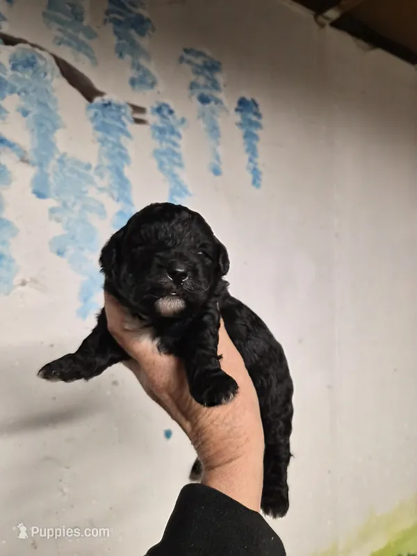 Tim Curry – Shihpoo puppy for sale in Redford, MI