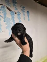 Tim Curry, a male Shihpoo for sale in Redford, MI – 1 of 2