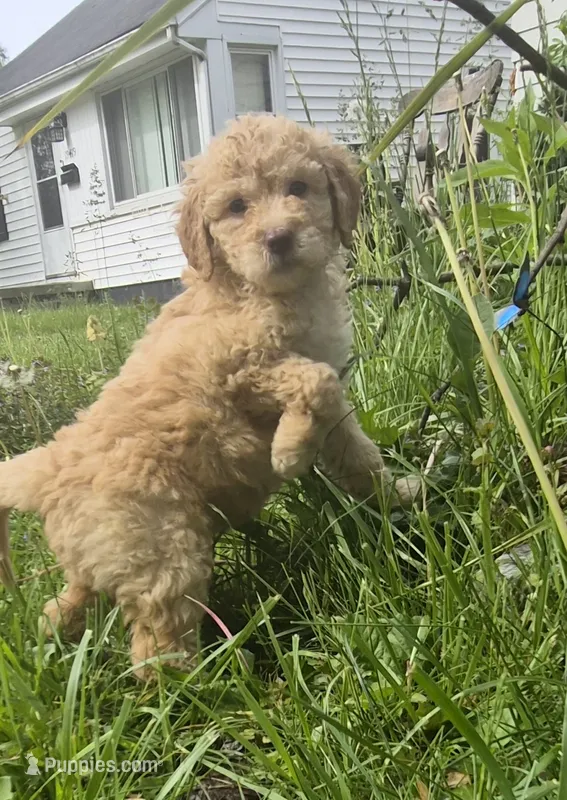 Peach – Poodle - Standard , Miniature Bernedoodle puppy for sale in Redford, MI