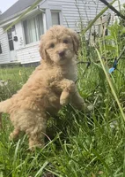Peach, a female Poodle - Standard  and Miniature Bernedoodle for sale in Redford, MI – 1 of 9