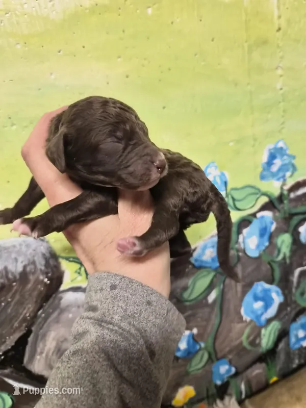 Danielle – Poodle - Standard  puppy for sale in Redford, MI