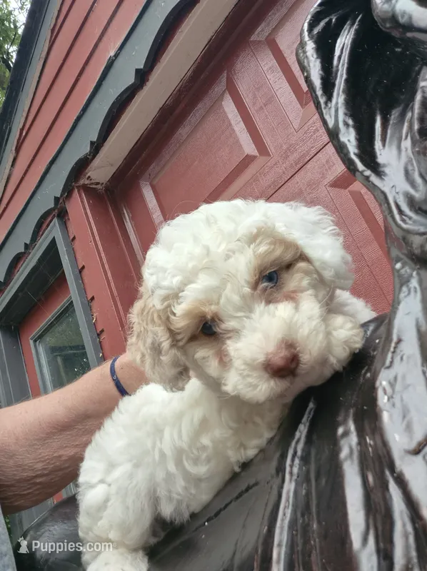 Harmony  – Poodle - Toy , Havapoo puppy for sale in Redford, MI
