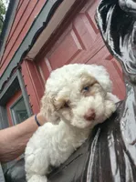 Harmony , a female Poodle - Toy  and Havapoo for sale in Redford, MI – 1 of 6