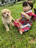 Peach, a female Poodle - Standard  and Miniature Bernedoodle for sale in Redford, MI – 6 of 9