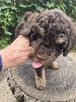 Zevon, a male Poodle - Toy  and Havapoo for sale in Redford, MI – 3 of 6