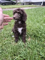 Danielle, a female Bernedoodle and Poodle - Standard  for sale in Redford, MI – 3 of 4