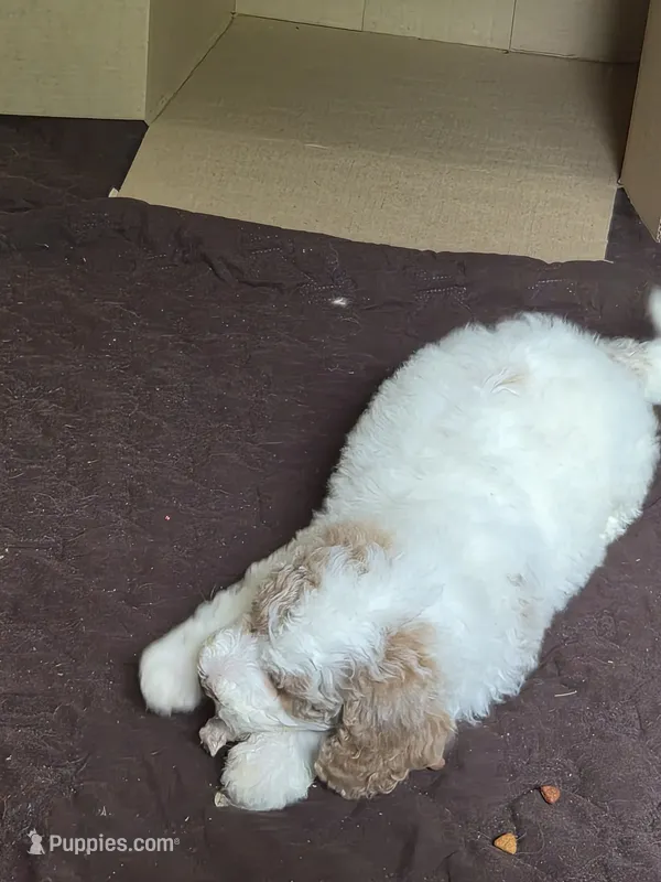 Melly, a female Poodle - Standard  and Miniature Bernedoodle for sale in Redford, MI – 1 of 7