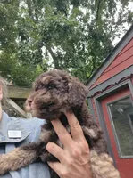 Zevon, a male Poodle - Toy  and Havapoo for sale in Redford, MI – 6 of 6