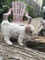 Harmony , a female Poodle - Toy  and Havapoo for sale in Redford, MI – 2 of 6