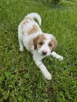 Milly, a female Poodle - Standard  and Miniature Bernedoodle for sale in Redford, MI – 4 of 10