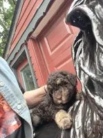 Zevon, a male Poodle - Toy  and Havapoo for sale in Redford, MI – 5 of 6