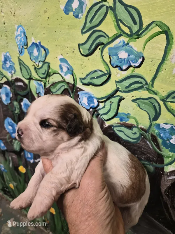 Dolly – Shihpoo puppy for sale in Redford, MI