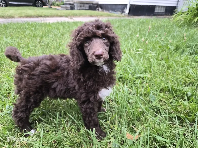 Danielle – Bernedoodle, Poodle - Standard  puppy for sale in Redford, MI