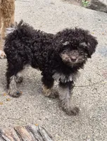 Zevon, a male Poodle - Toy  and Havapoo for sale in Redford, MI – 8 of 10