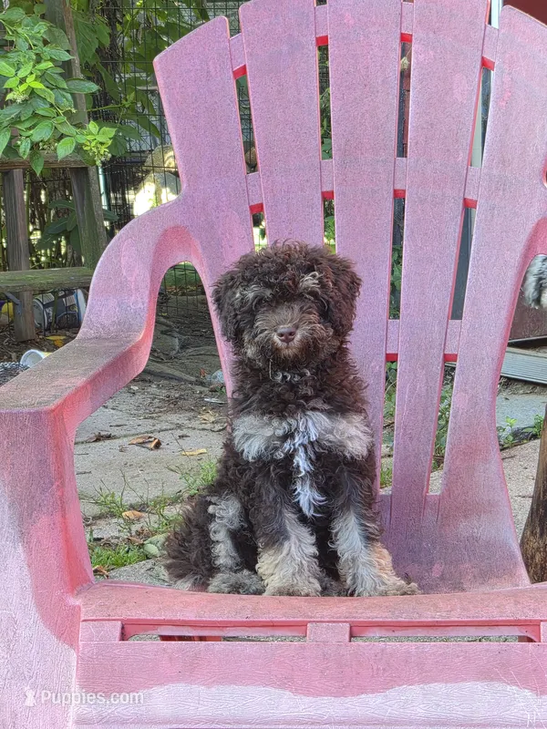 Zevon – Poodle - Toy , Havapoo puppy for sale in Redford, MI