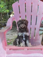 Zevon, a male Poodle - Toy  and Havapoo for sale in Redford, MI – 1 of 10