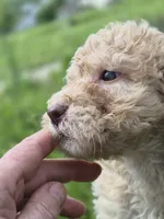 Peach, a female Poodle - Standard  and Miniature Bernedoodle for sale in Redford, MI – 8 of 9