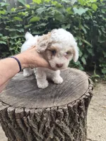 Harmony , a female Poodle - Toy  and Havapoo for sale in Redford, MI – 5 of 6