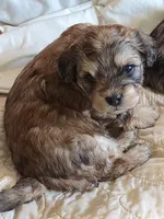 Isabelle, a female Shih Tzu for sale in Redford, MI – Photo 2 of 4