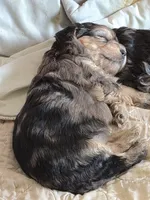 Isabelle, a female Shih Tzu for sale in Redford, MI – Photo 3 of 4