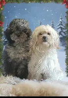 Isabelle, a female Shih Tzu for sale in Redford, MI – Photo 4 of 4