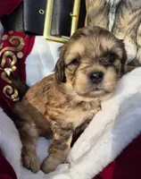 Isabelle, a female Shih Tzu for sale in Redford, MI – Photo 1 of 4